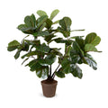 Fiddle Leaf Fig Multi-trunk Tree 64"H