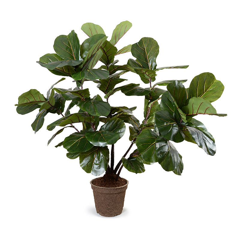Fiddle Leaf Fig Multi-trunk Tree 64"H