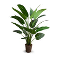 Traveller's Palm Tree 5'
