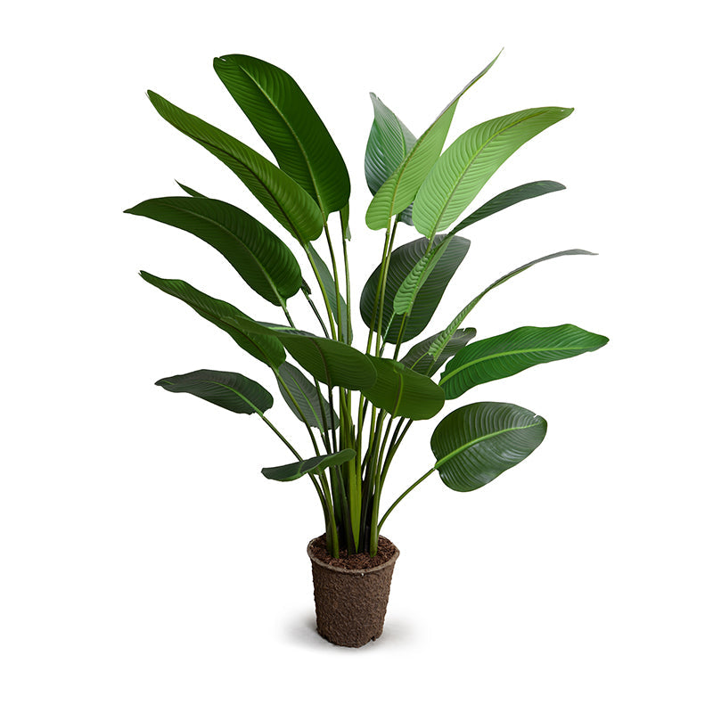 Traveller's Palm Tree 5'