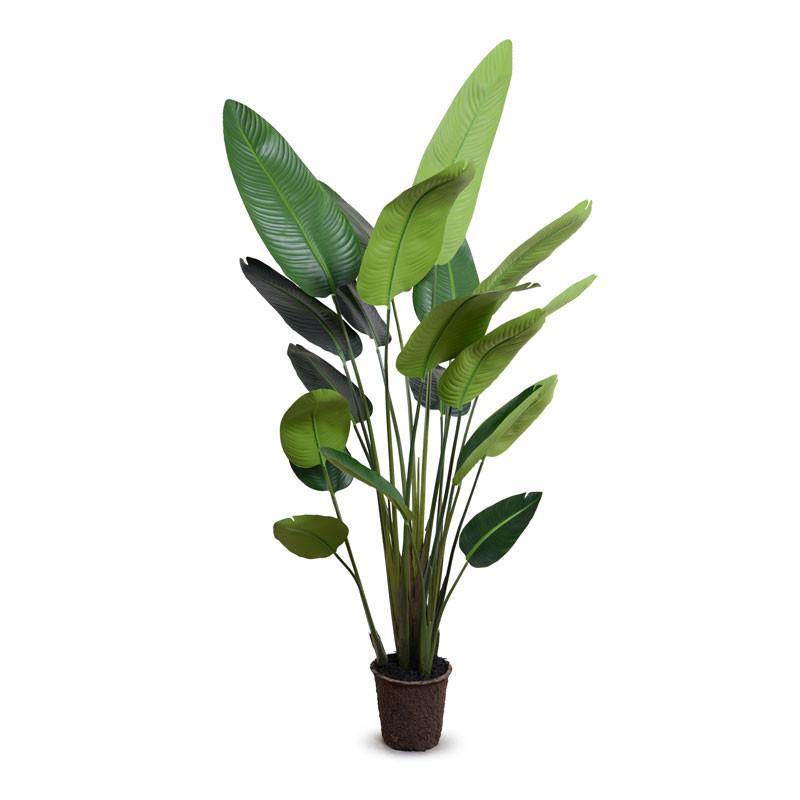 Traveller's Palm Tree 7'