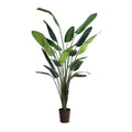 Traveller's Palm Tree 10'