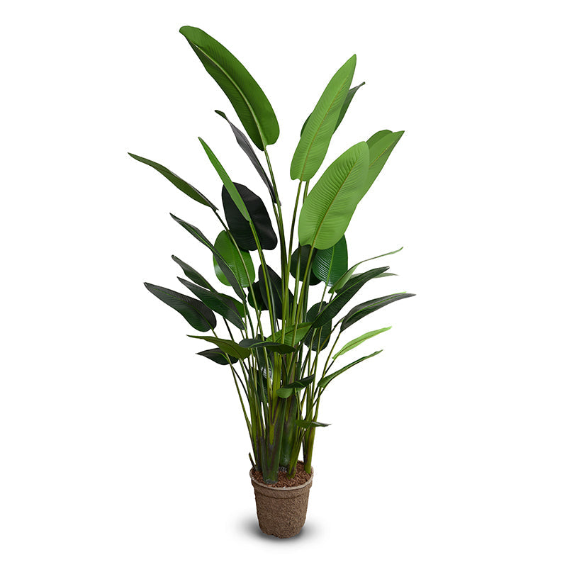 Traveller's Palm Tree 10' Luxe