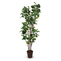 Aralia Fabian Tree 6.5'