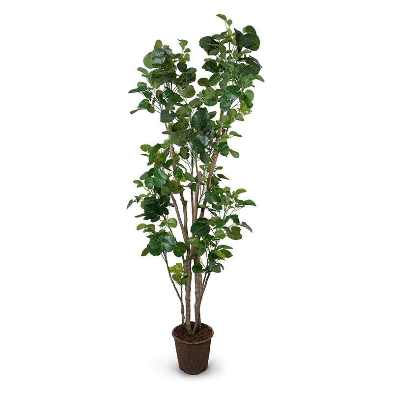 Aralia Fabian Tree 6.5'