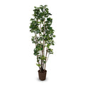 Aralia Fabian Tree 8'