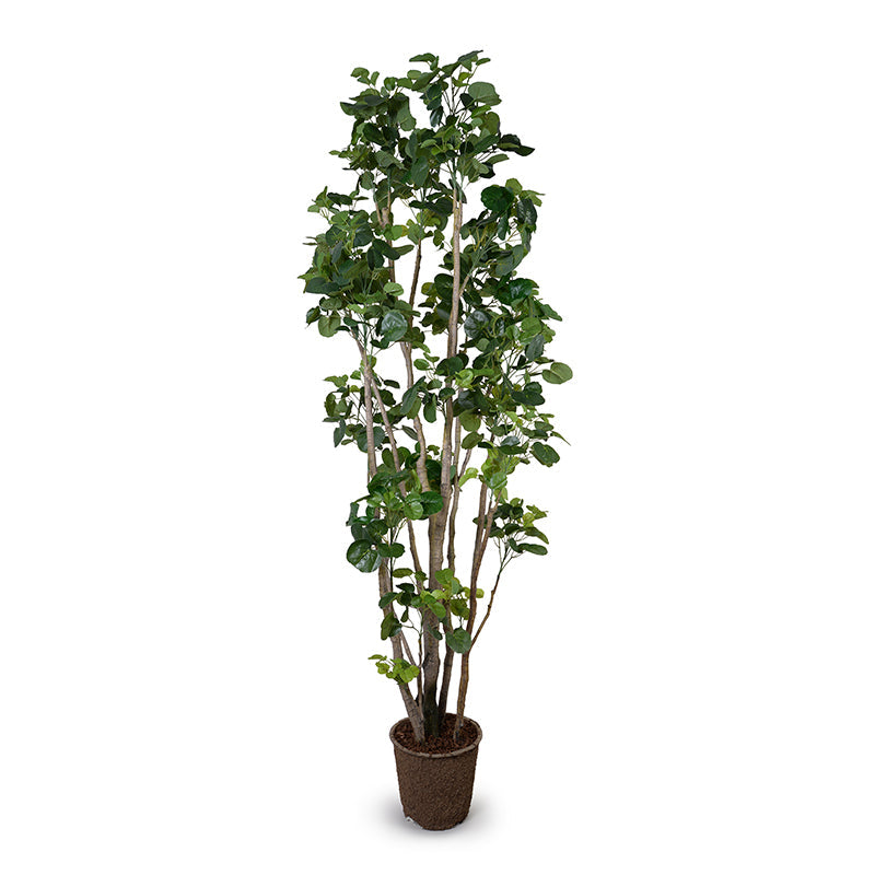 Aralia Fabian Tree 8'