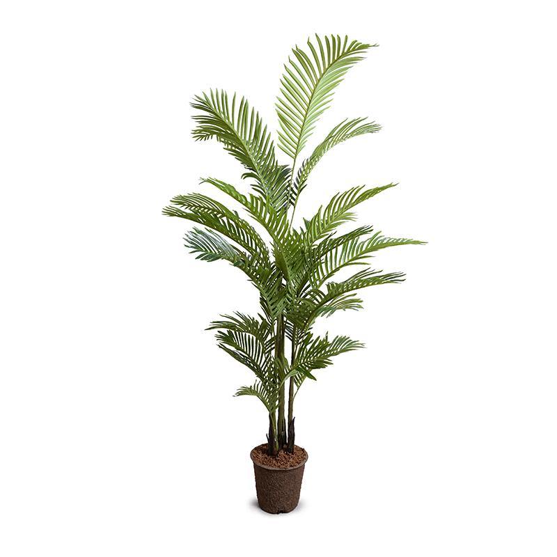 Areca Palm Tree 6'