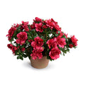 Azalea Bush Potted 14"H Beauty-red