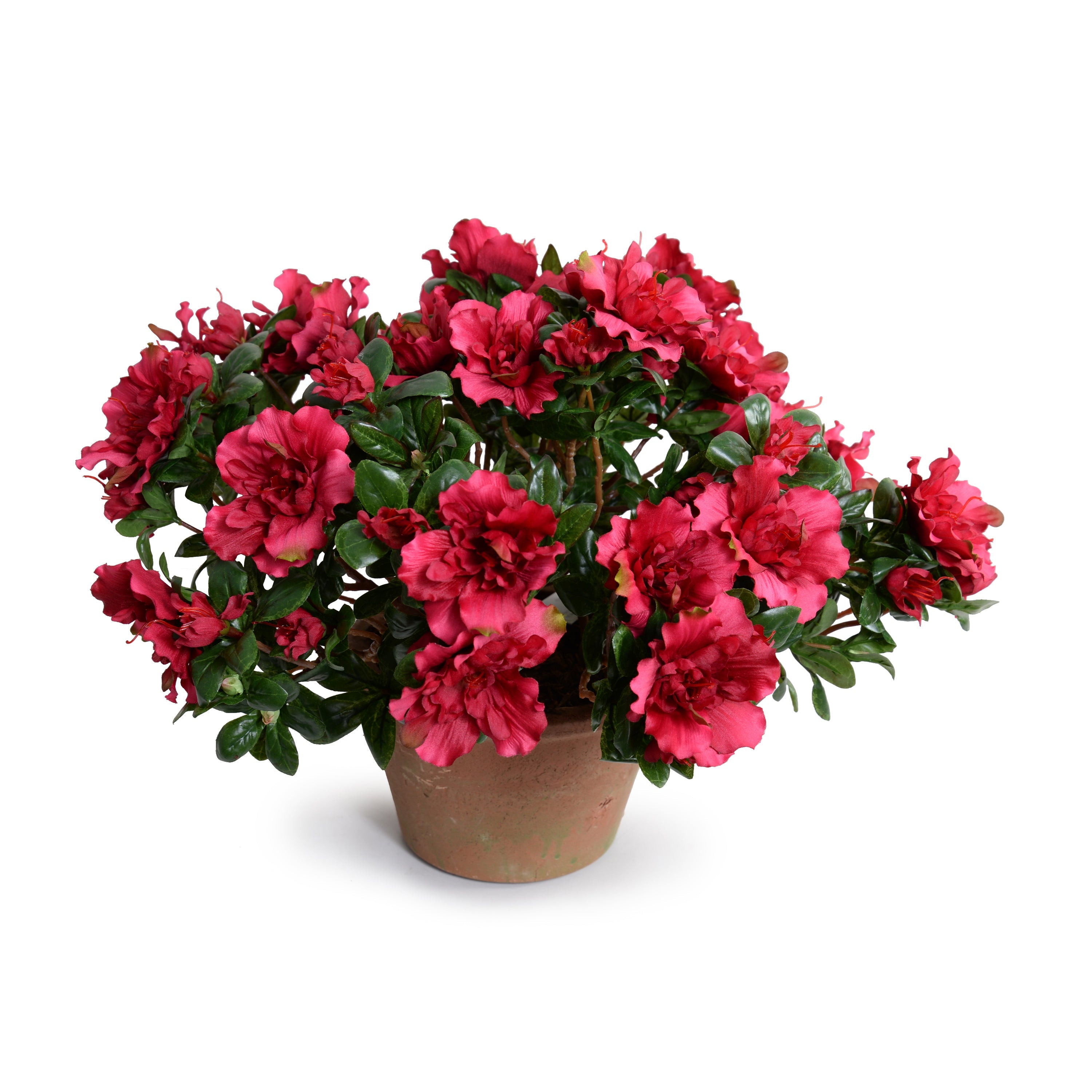 Azalea Bush Potted 14"H Beauty-red