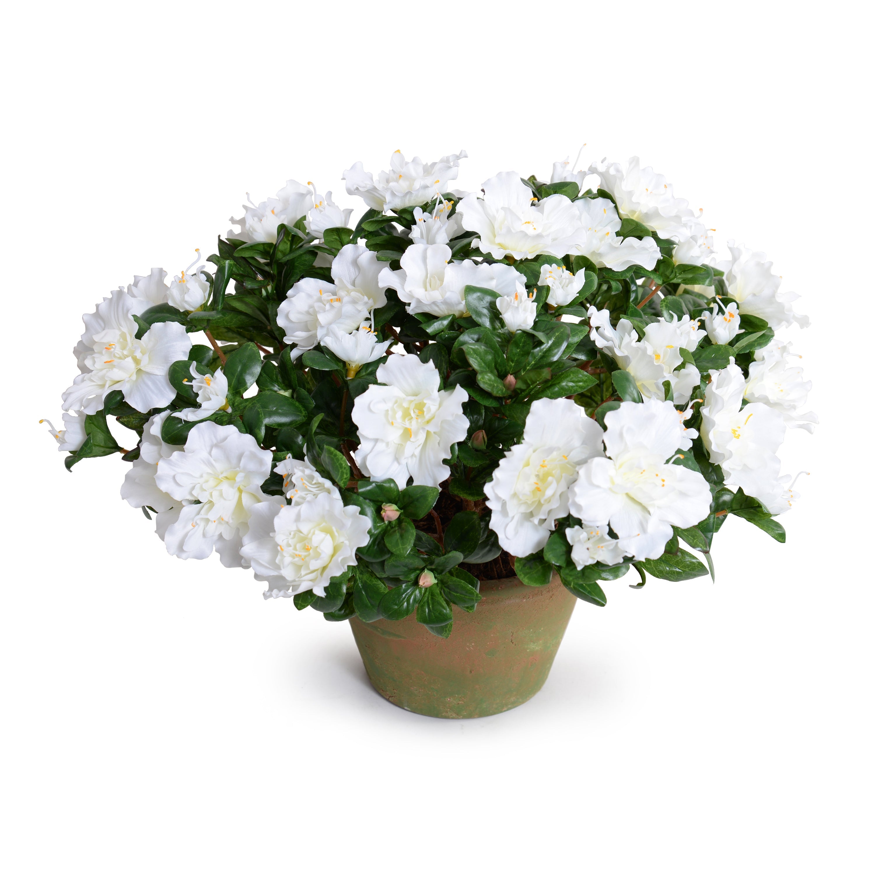 Azalea Bush Potted 14"H White