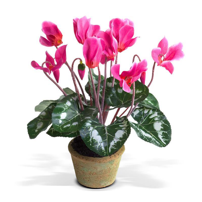 Cyclamen Plant in Terracotta 12"H Hot Pink