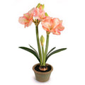 Amaryllis in Terracotta 26"H
