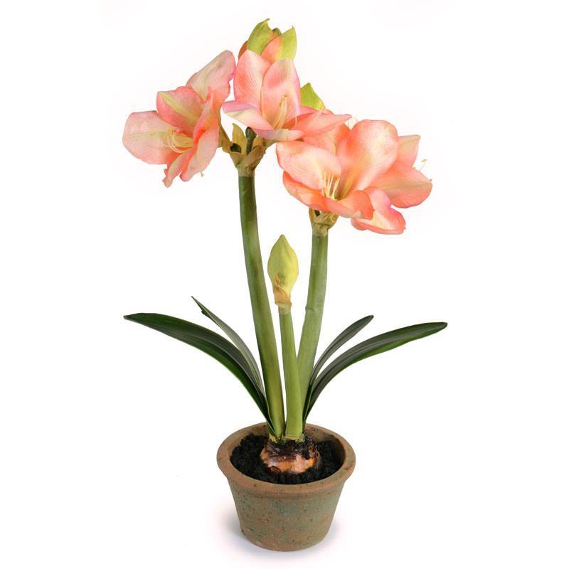 Amaryllis in Terracotta 26"H