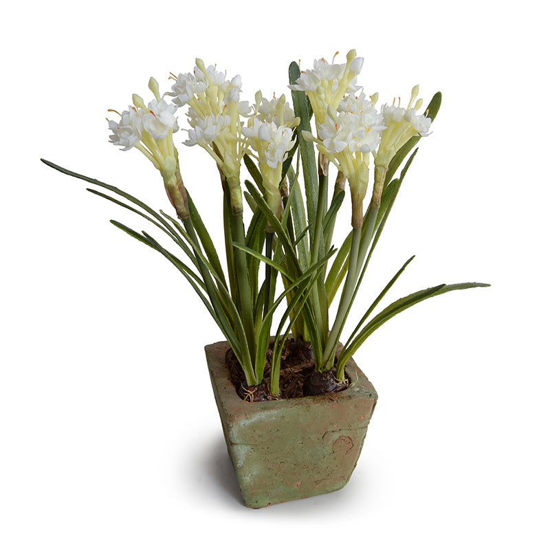 Paperwhite Narcissus 16"H
