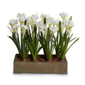 Paperwhite Narcissus 14"H