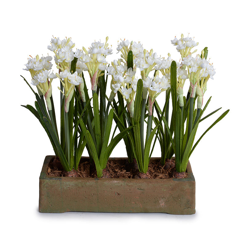 Paperwhite Narcissus 14"H