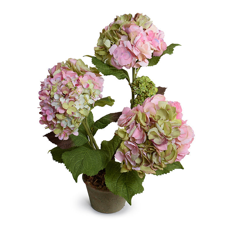 Hydrangea Bush Small 22"H Pink Green