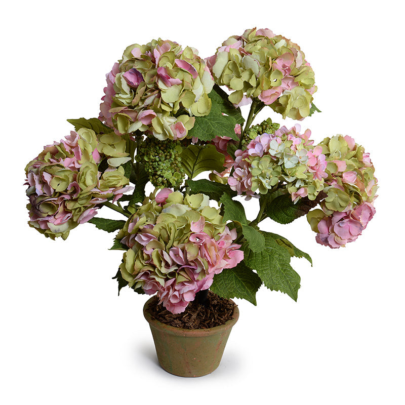Hydrangea Bush Medium 25"H Pink Green