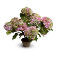 Hydrangea Bush Large 25"H Pink Green