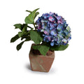 Hydrangea Cutting in Terracotta 11"H Blue
