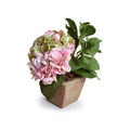 Hydrangea Cutting in Terracotta 11"H Pink Green