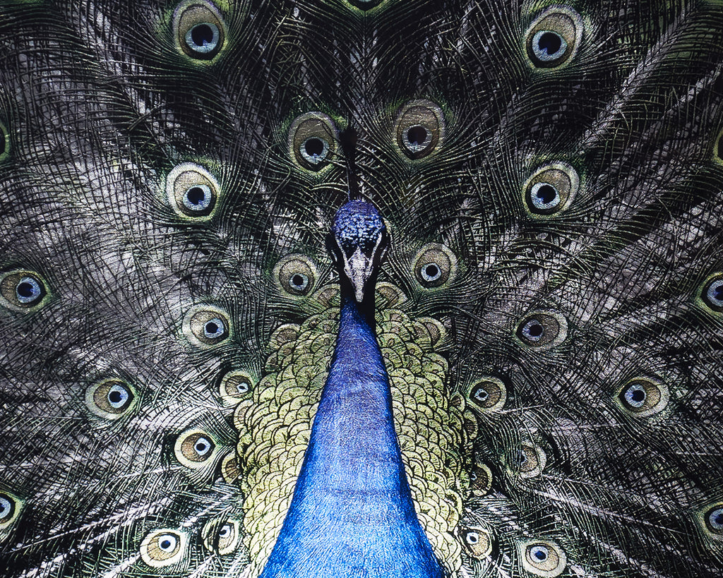 Brilliant Plumage - 72" X 48" - Charcoal Frame