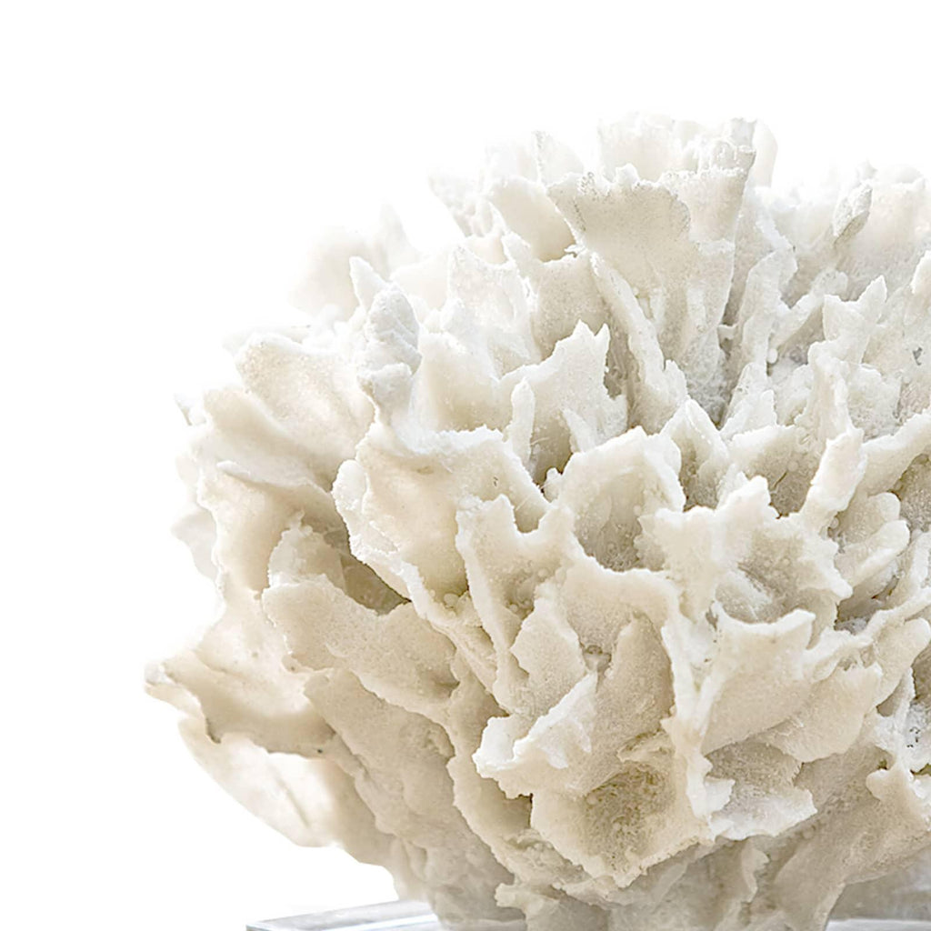 Ribbon Coral | White