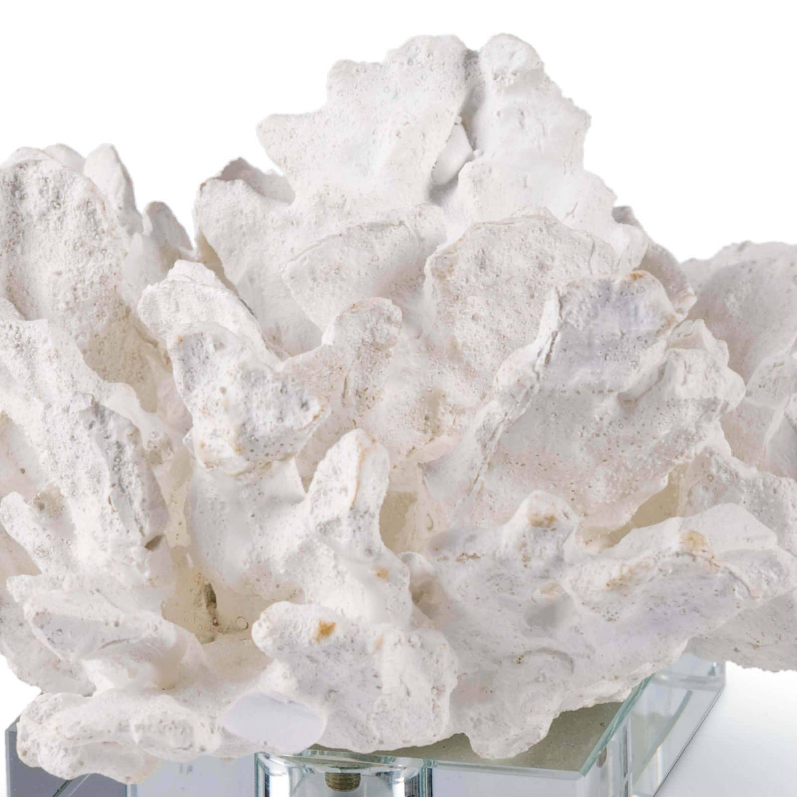 Flower Coral On Crystal Base | White