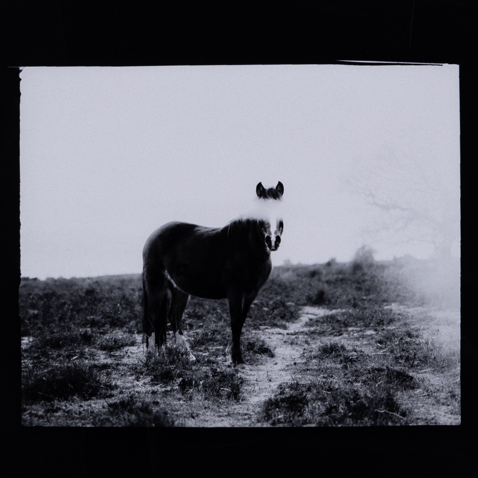 Blank Horse by Annie Spratt - Photo Paper