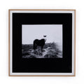 Blank Horse by Annie Spratt - Photo Paper