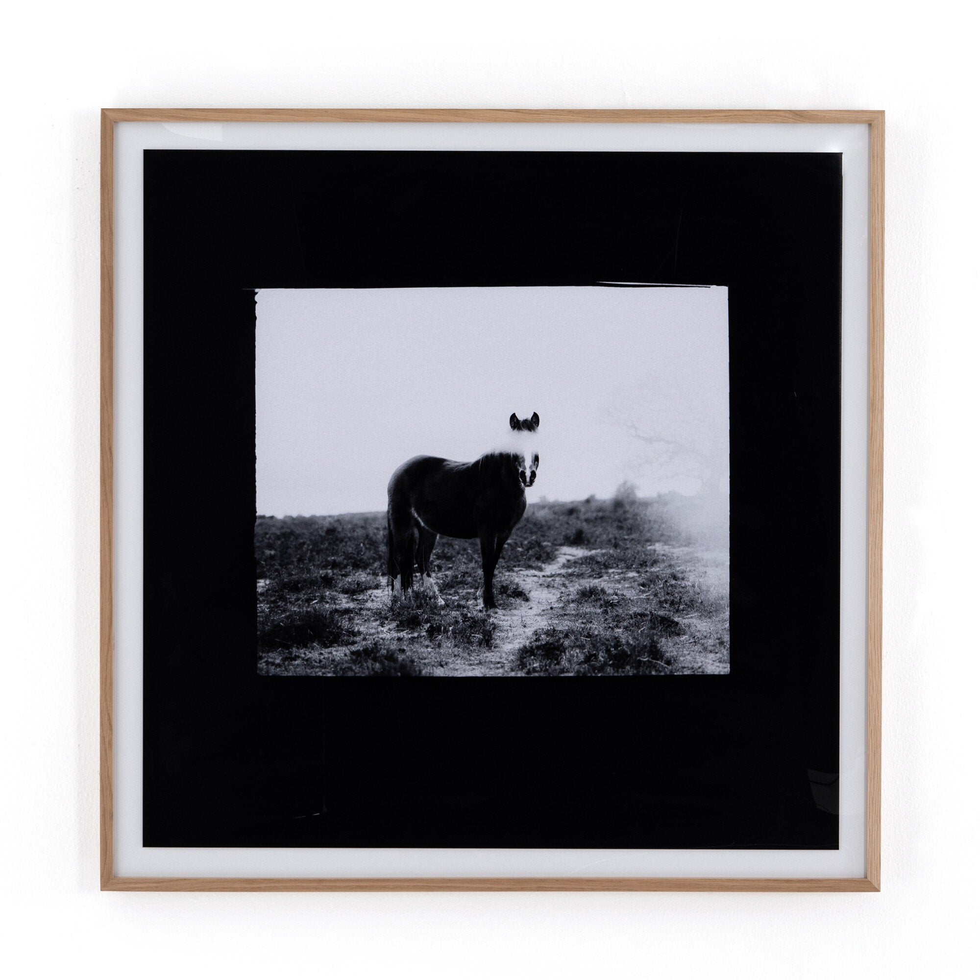 Blank Horse by Annie Spratt - Photo Paper