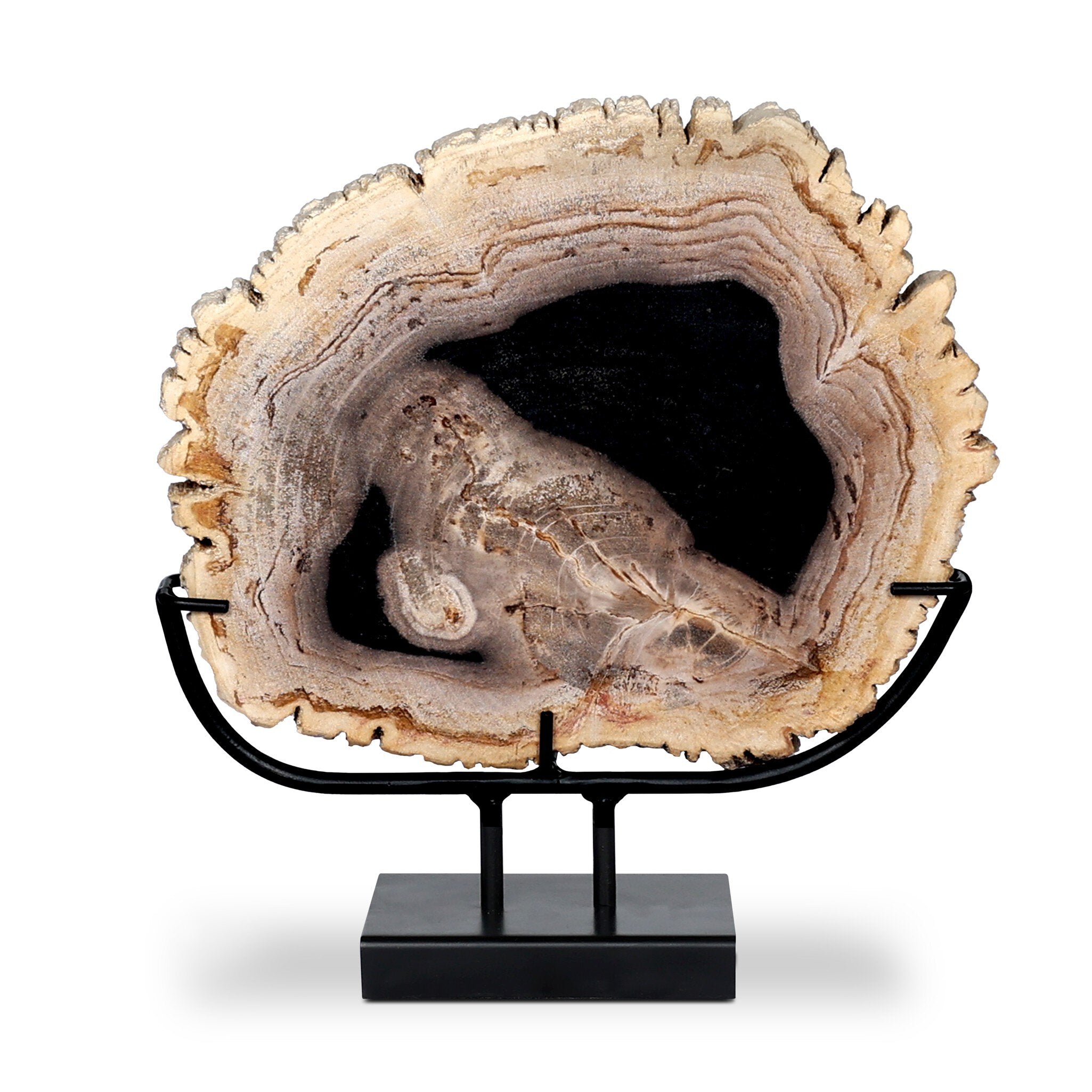 Petrified Wood Sculpture - Matte Black Iron