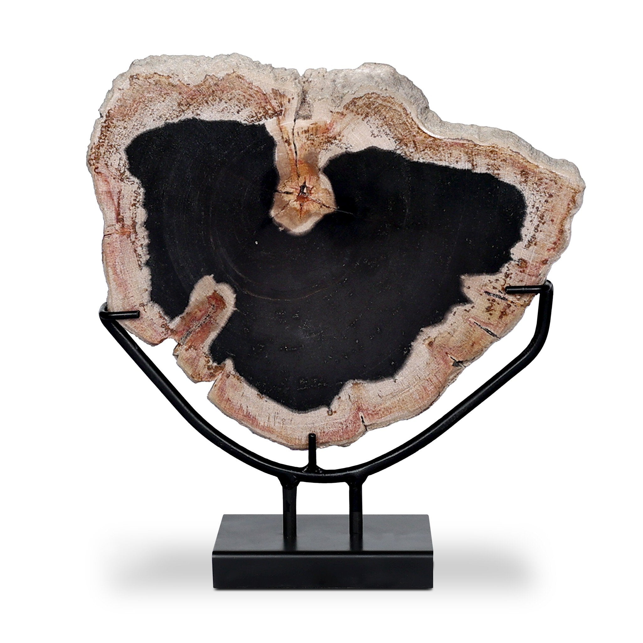 Petrified Wood Sculpture - Matte Black Iron