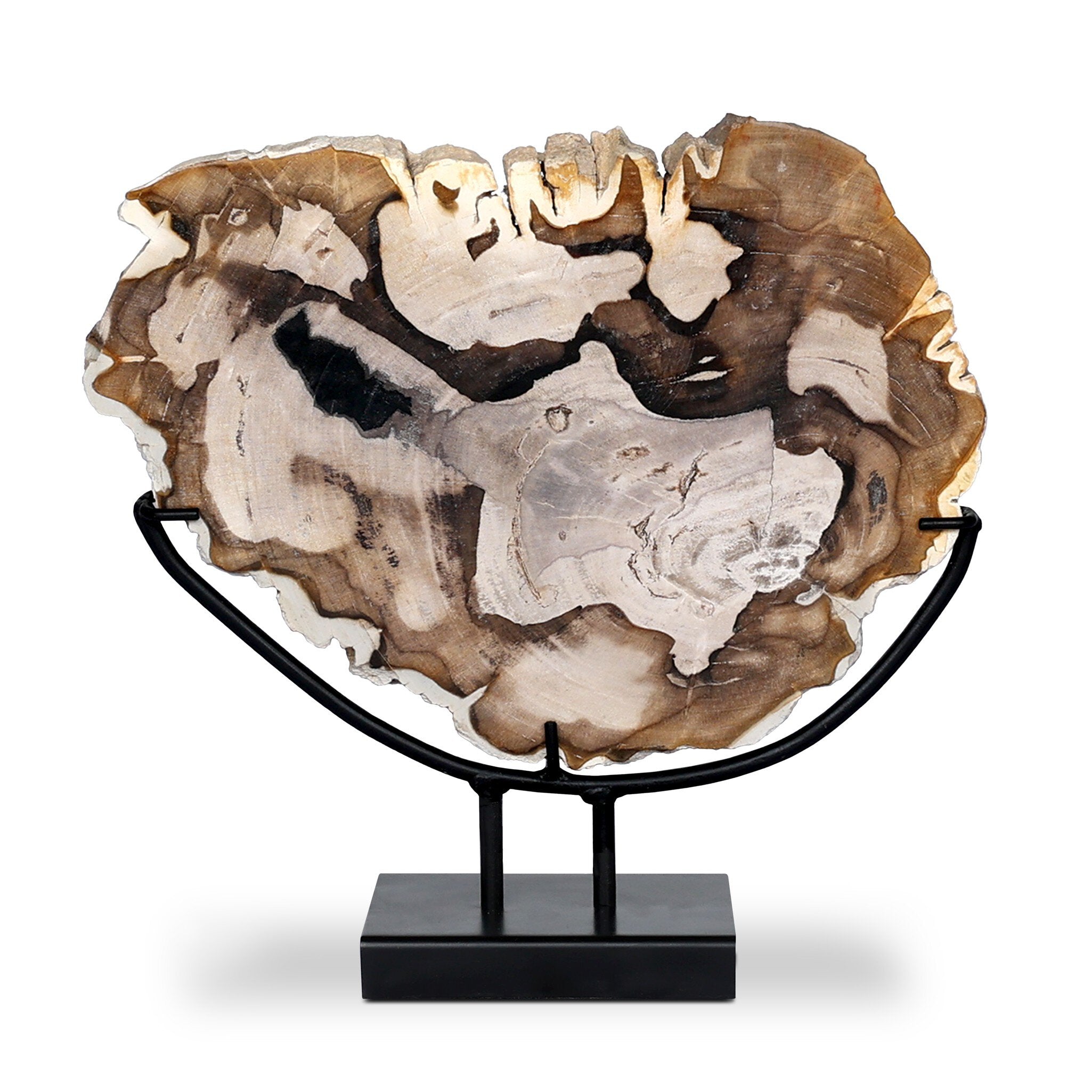 Petrified Wood Sculpture - Matte Black Iron