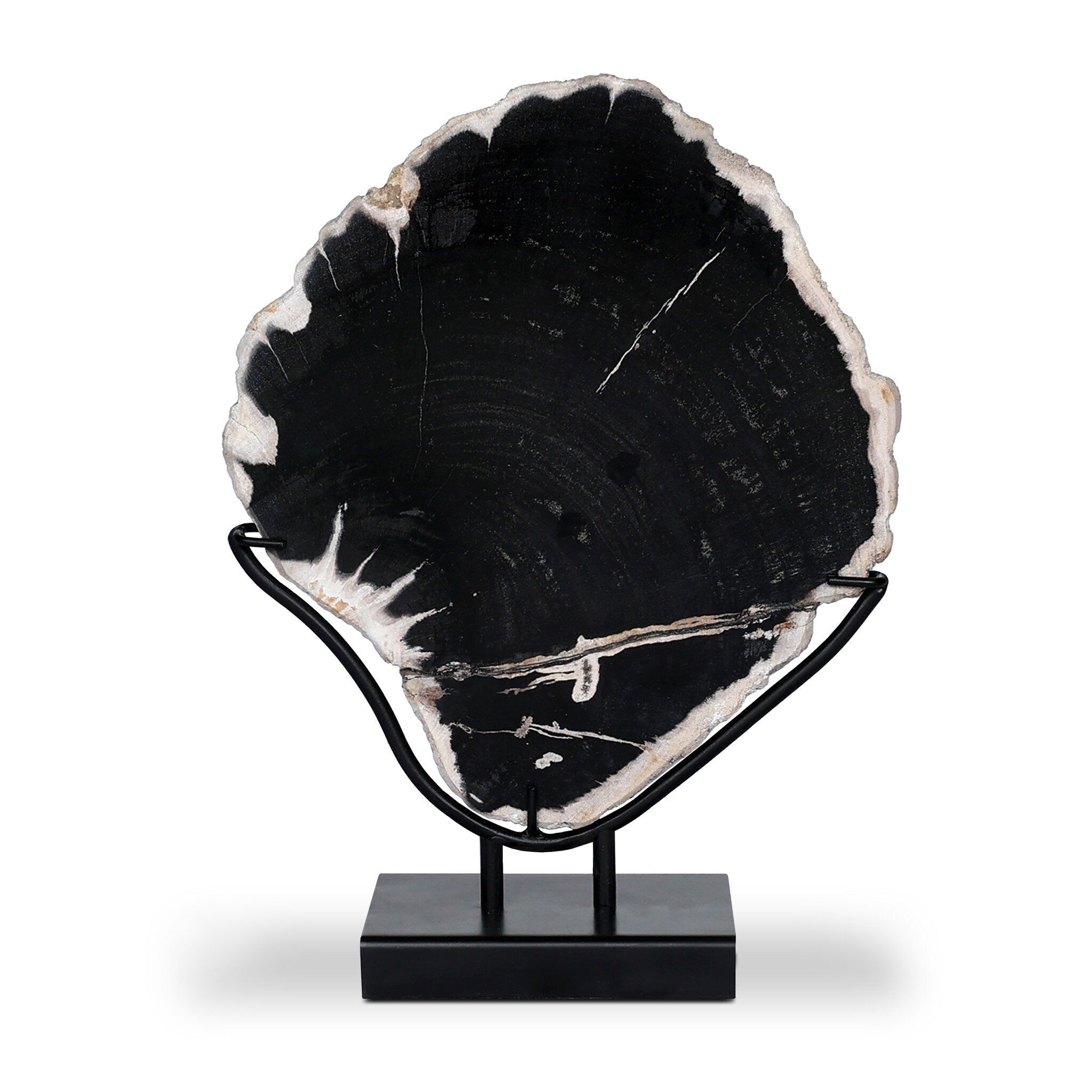 Petrified Wood Sculpture - Matte Black Iron