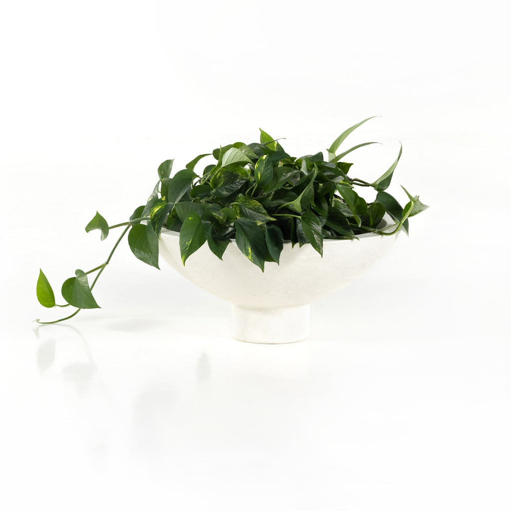 Pressler Outdoor Planter, Set Of 2 - Plaster Molded Concrete
