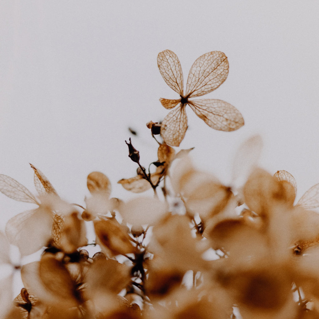 Greetings by Annie Spratt - White Washed 2.5 Maple