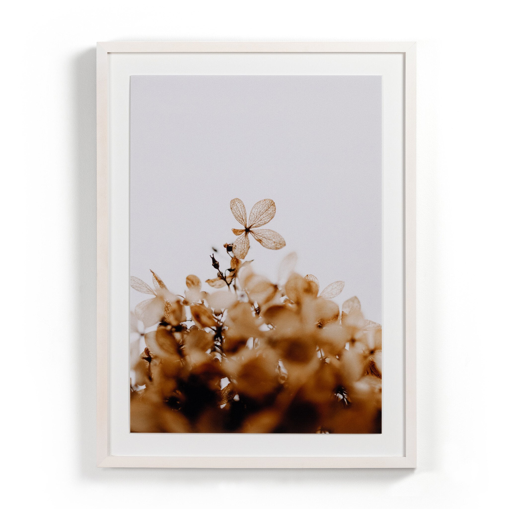 Greetings by Annie Spratt - White Washed 2.5 Maple
