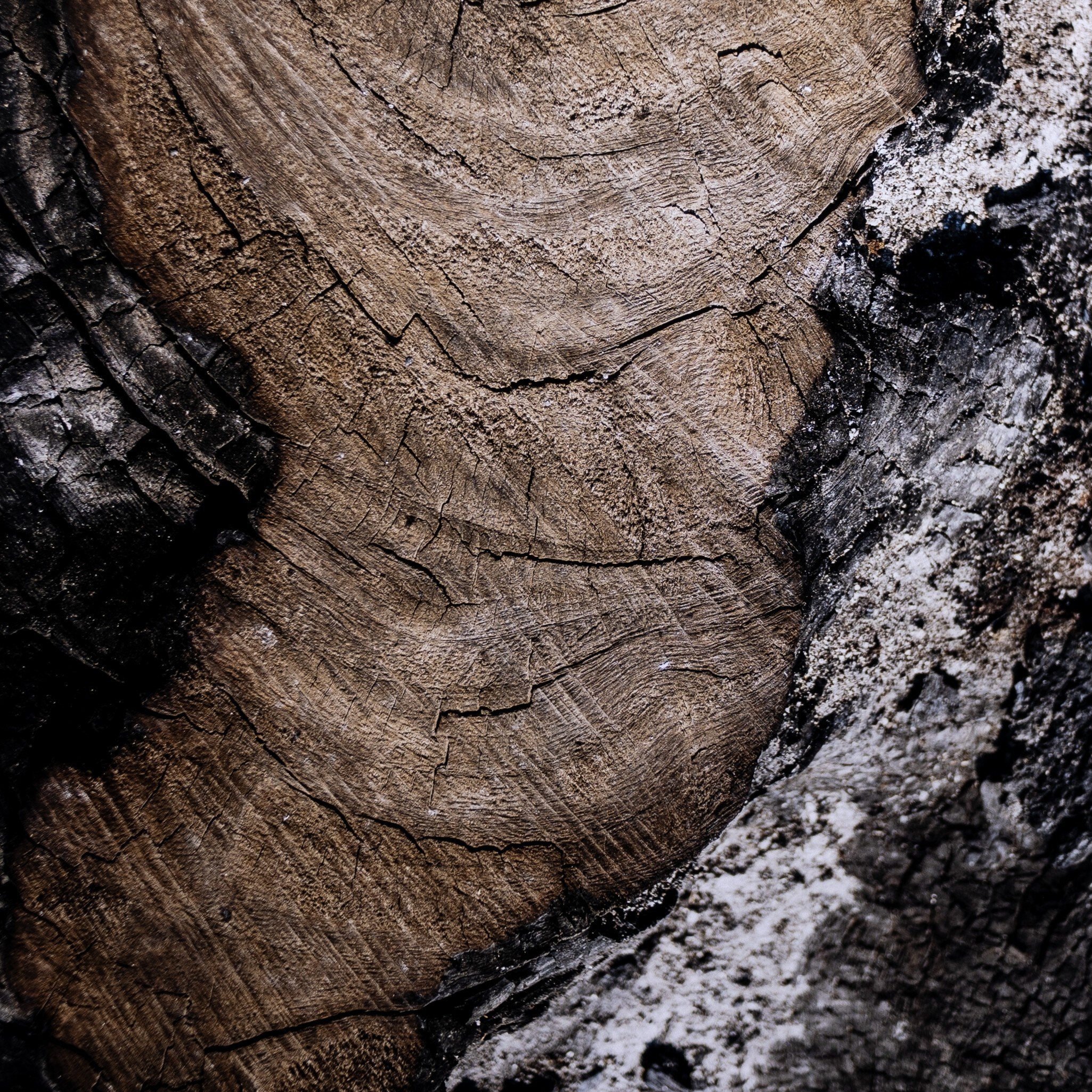 Char VI by FH Art Studio - Rustic 2.5 Walnut