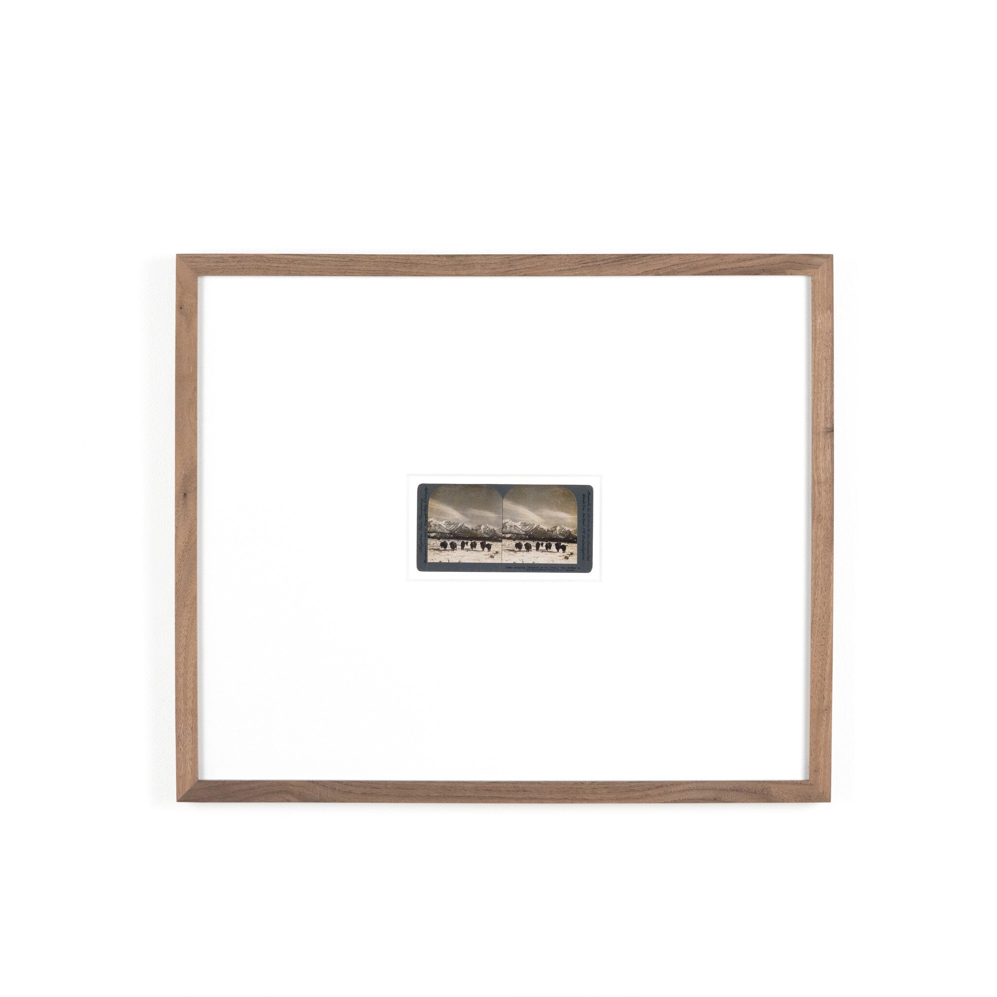 Monarch Of The Plain by Gold Rush Art Co - Rustic 1.5 Walnut