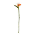 Bird of Paradise Stem (Strelitzia)