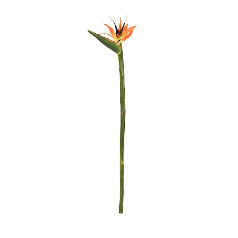 Bird of Paradise Stem (Strelitzia)