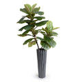 Fiddle Leaf Fig Branches in Vase 48"H Black porcelain