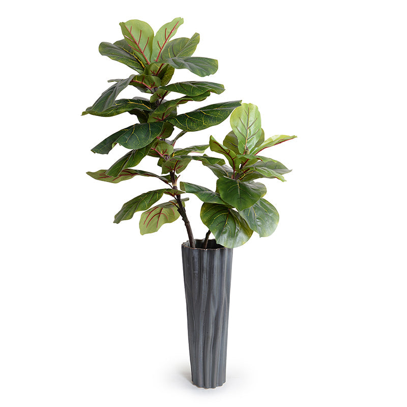 Fiddle Leaf Fig Branches in Vase 48"H Black porcelain