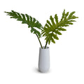 Philodendron Selloum x2 White Porcelain