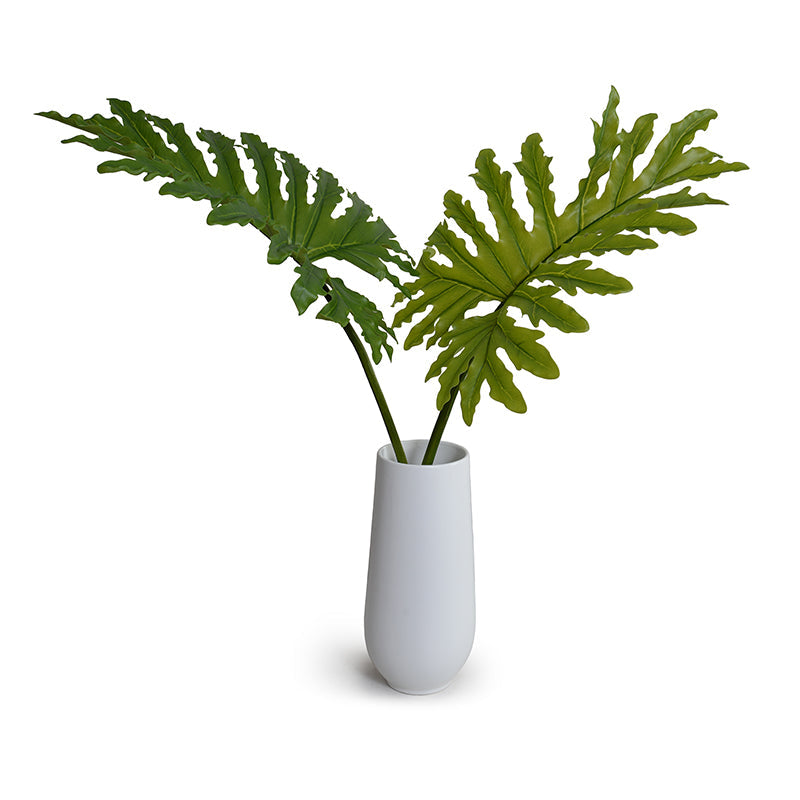 Philodendron Selloum x2 White Porcelain