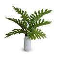 Philodendron Selloum x6 White Porcelain