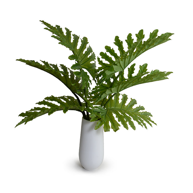 Philodendron Selloum x6 White Porcelain