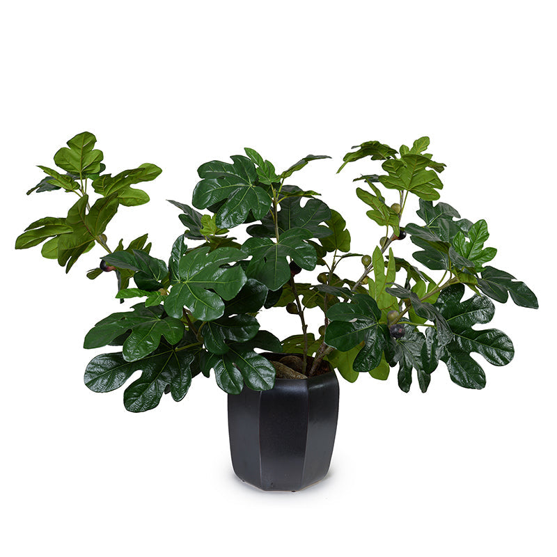 Fig Plant w/ Fruit in Porcelain 36"H Metallic Black Porcelain